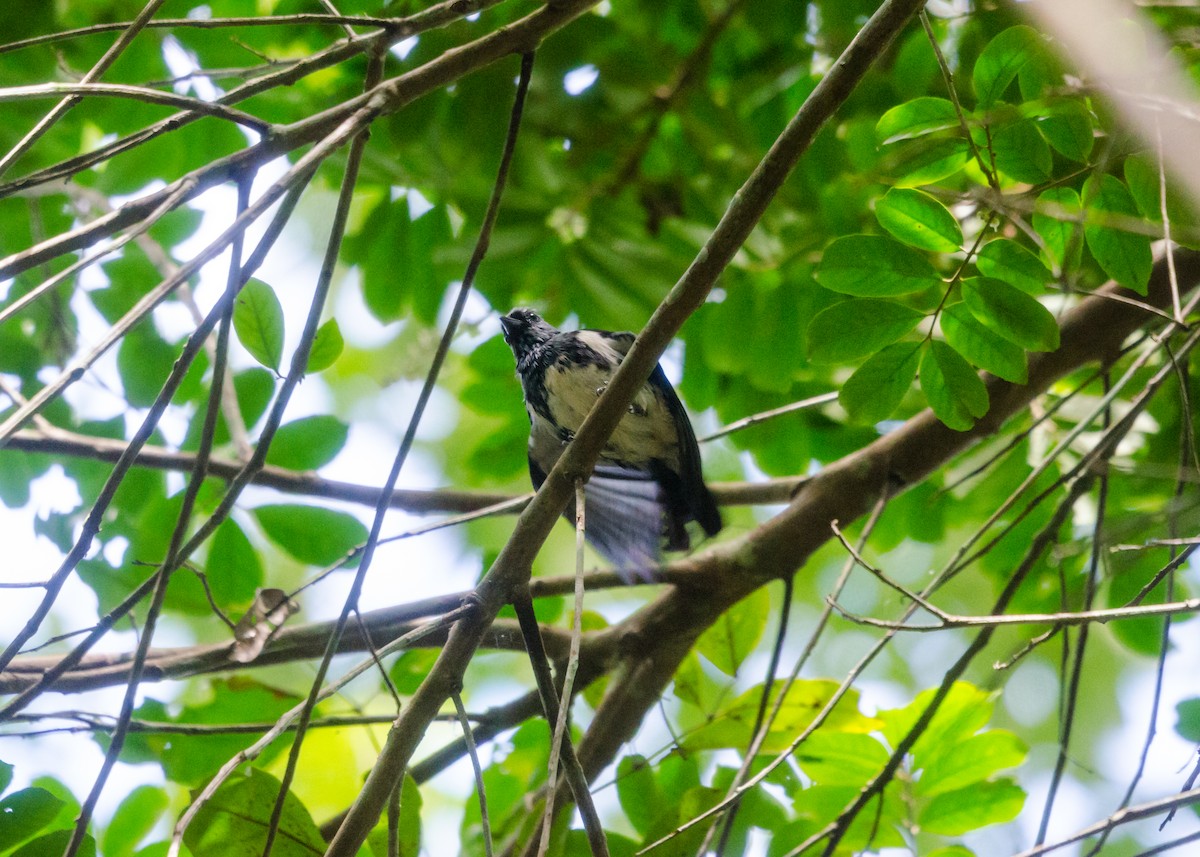White-bellied Tanager - ML640530360