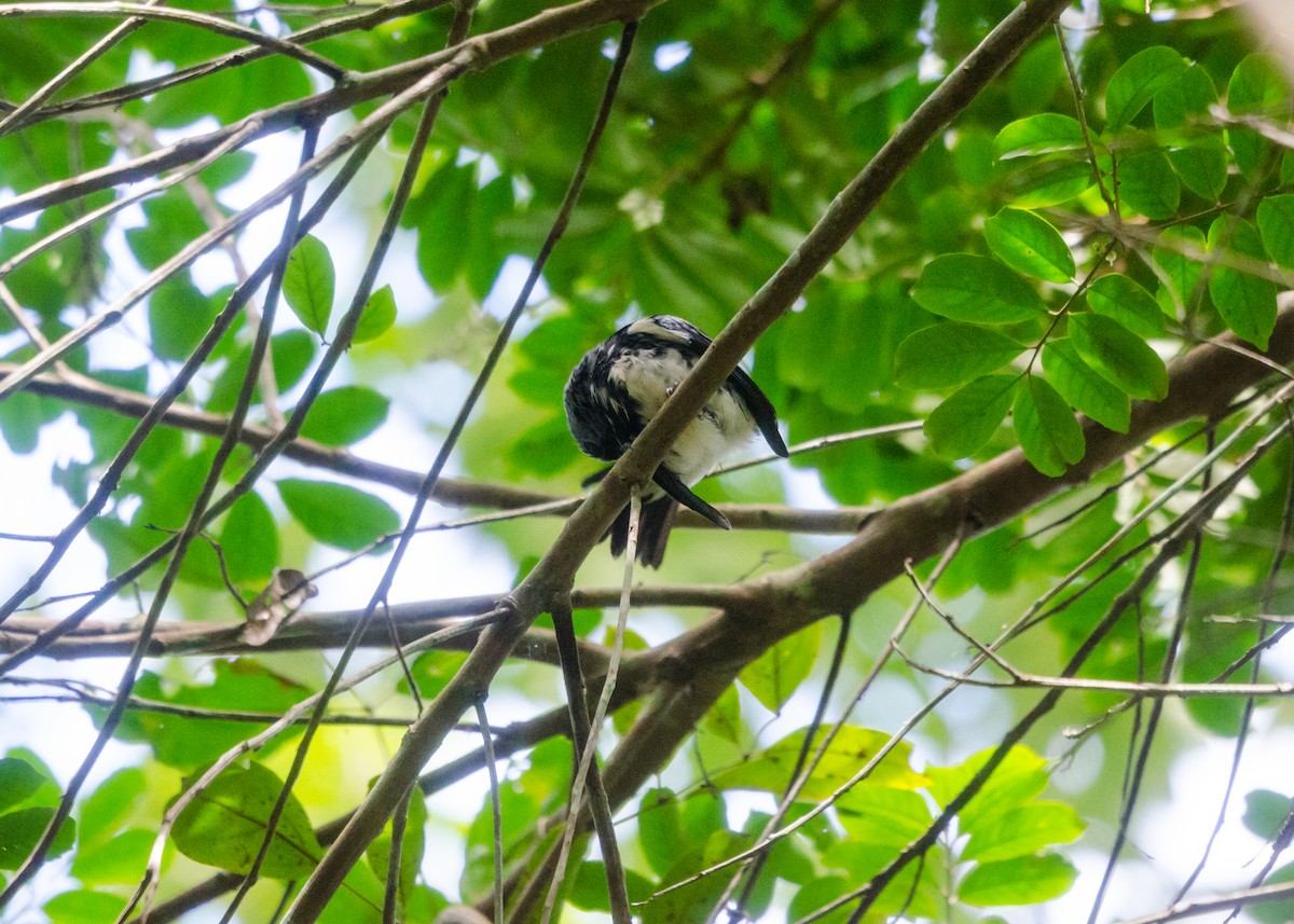 White-bellied Tanager - ML640530361