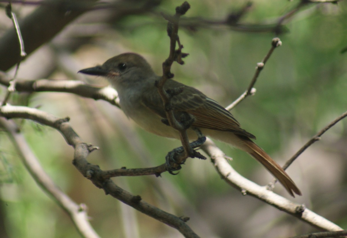 Brown-crested Flycatcher - ML640530367