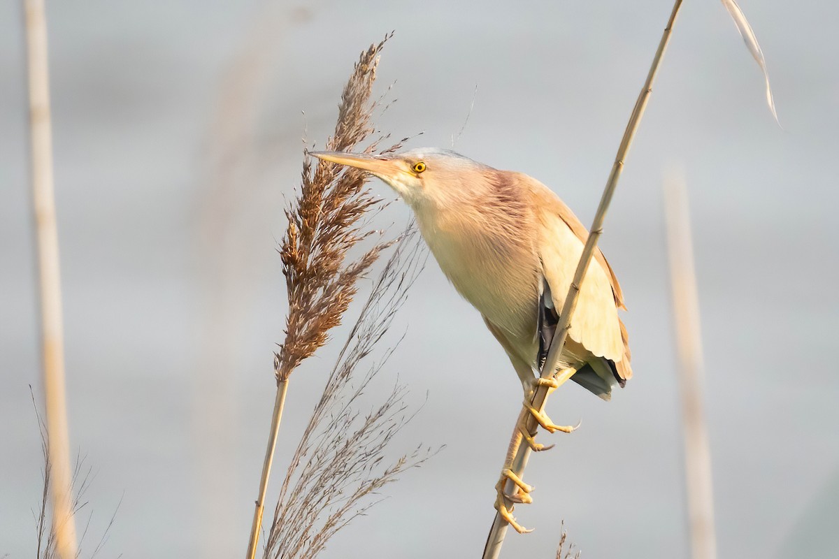 Yellow Bittern - ML640530414