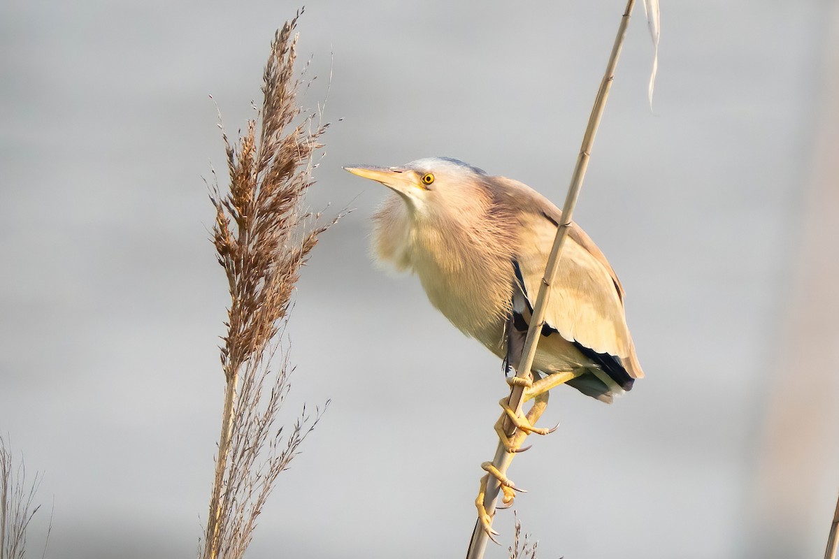 Yellow Bittern - ML640530416