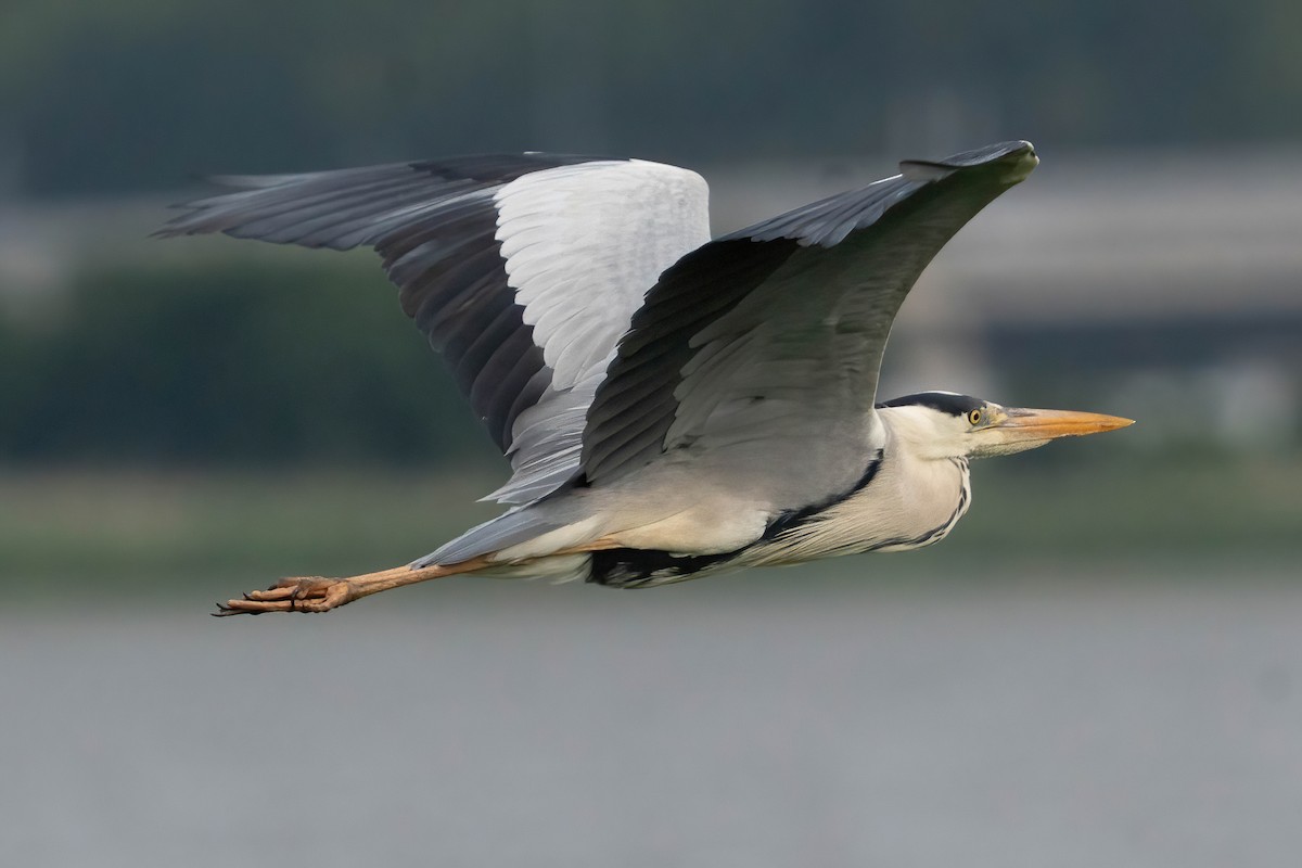 Gray Heron - ML640530423