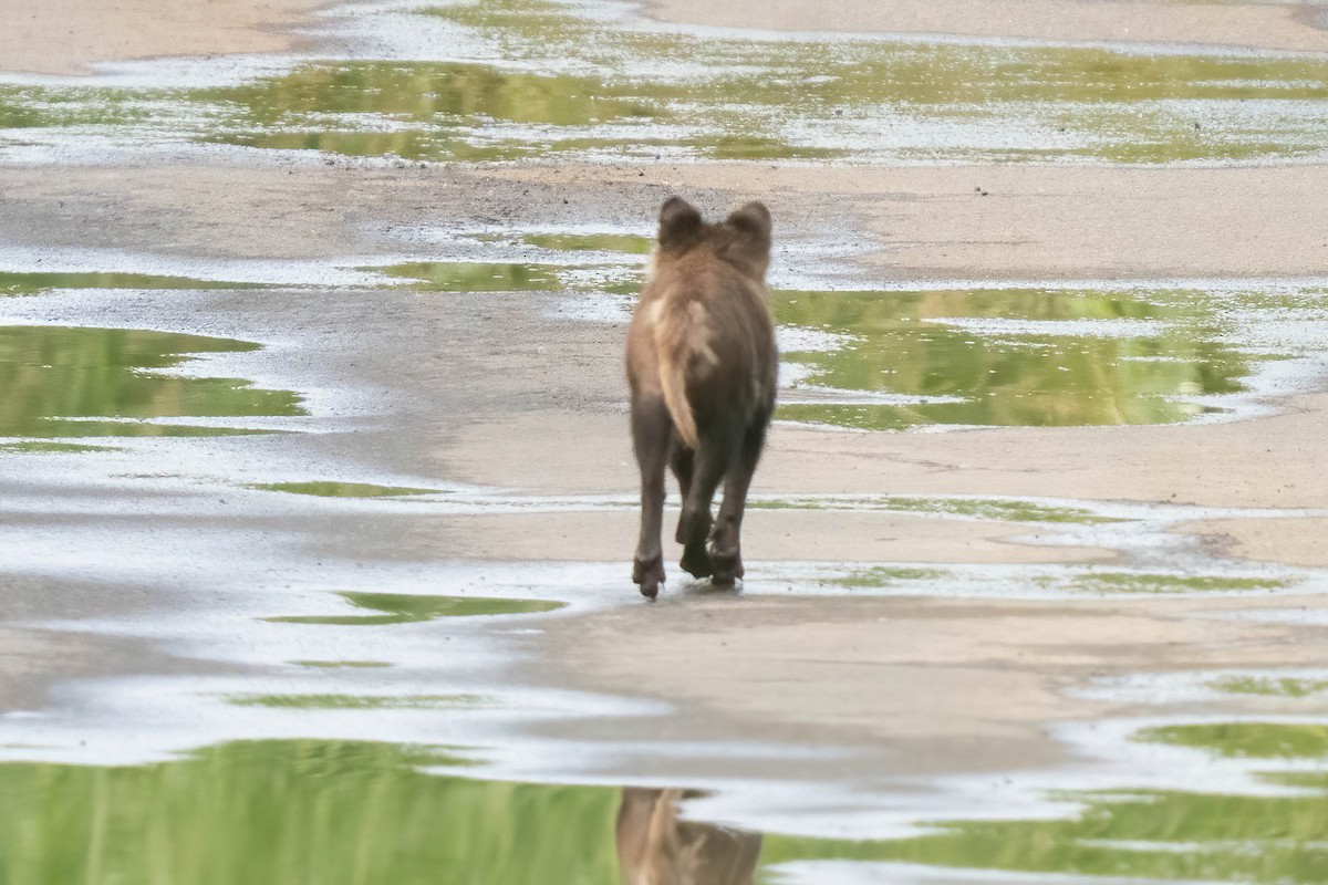Japanese Raccoon Dog - ML640530427