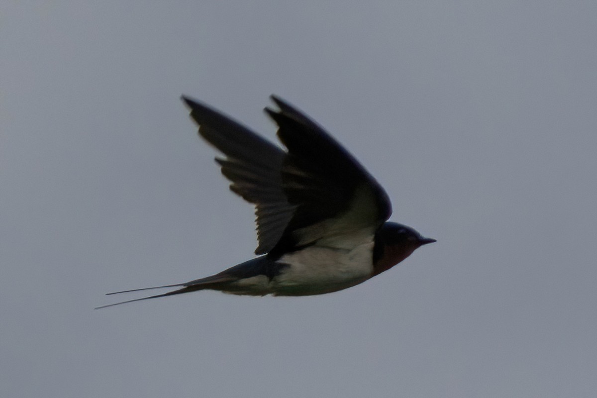Barn Swallow - ML640530450