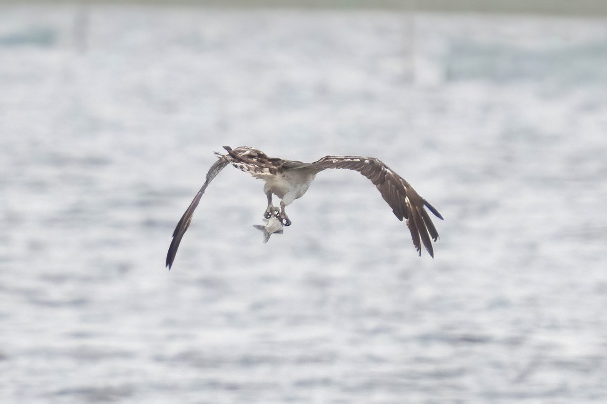 Osprey - ML640530451