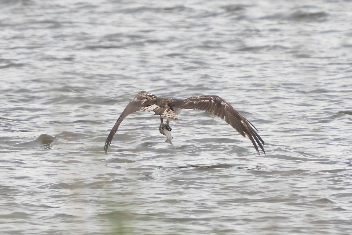 Osprey - ML640530453
