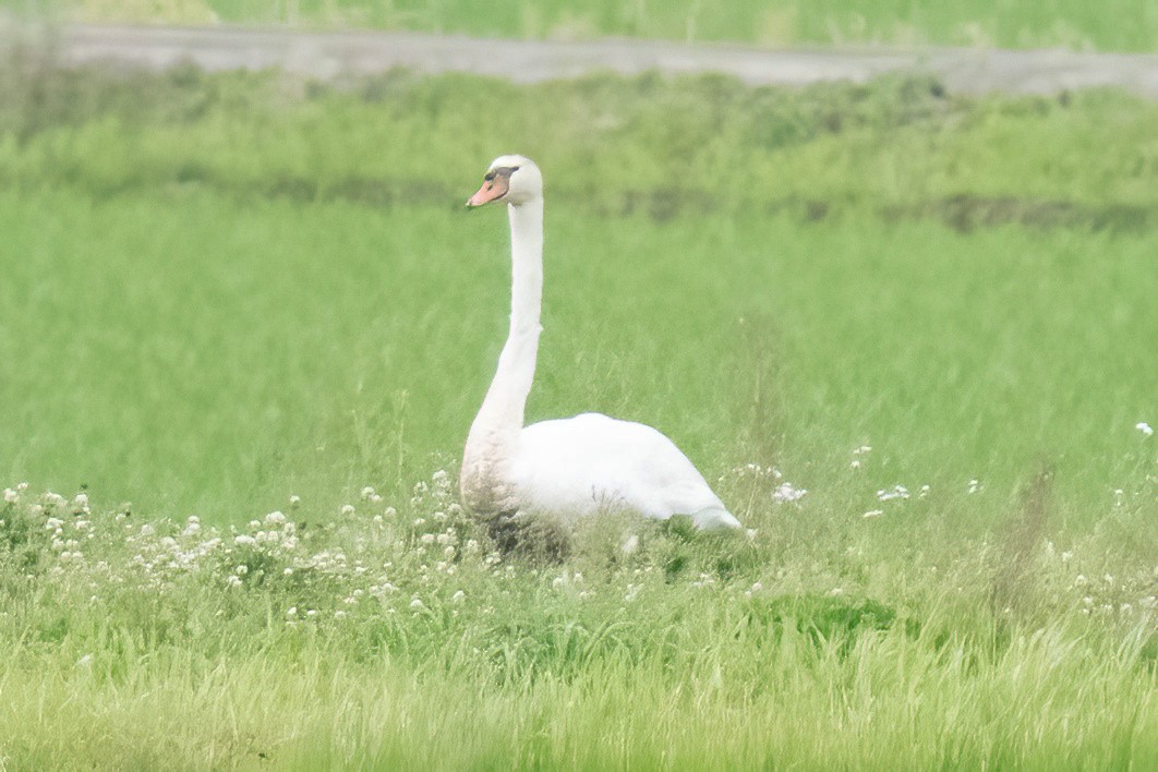 Mute Swan - ML640530457