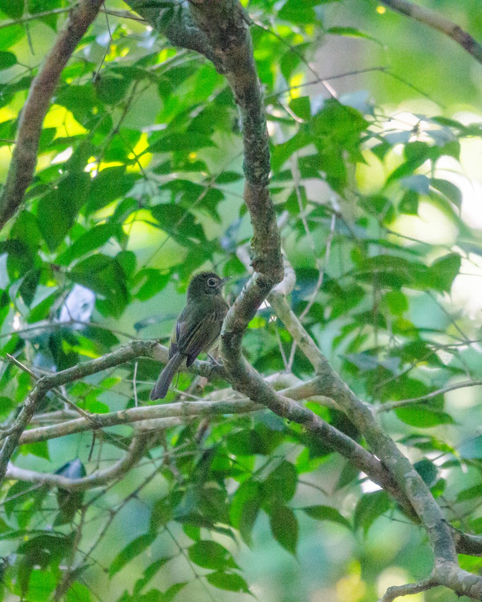 Eastern Olivaceous Flatbill - ML640530459