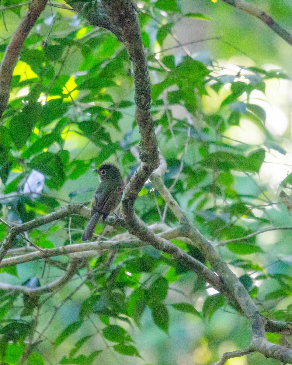 Eastern Olivaceous Flatbill - ML640530460