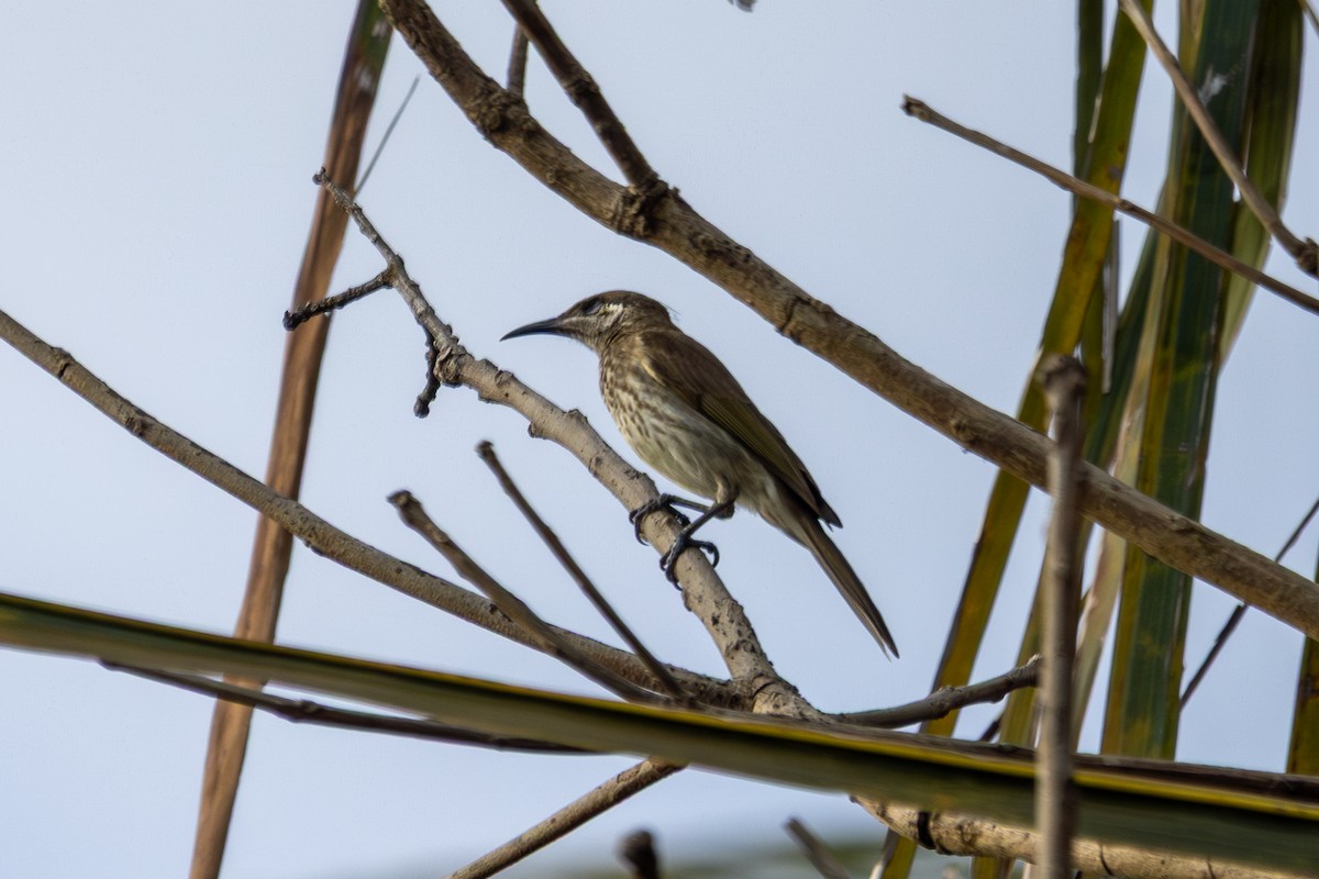 Silver-eared Honeyeater - ML640530503