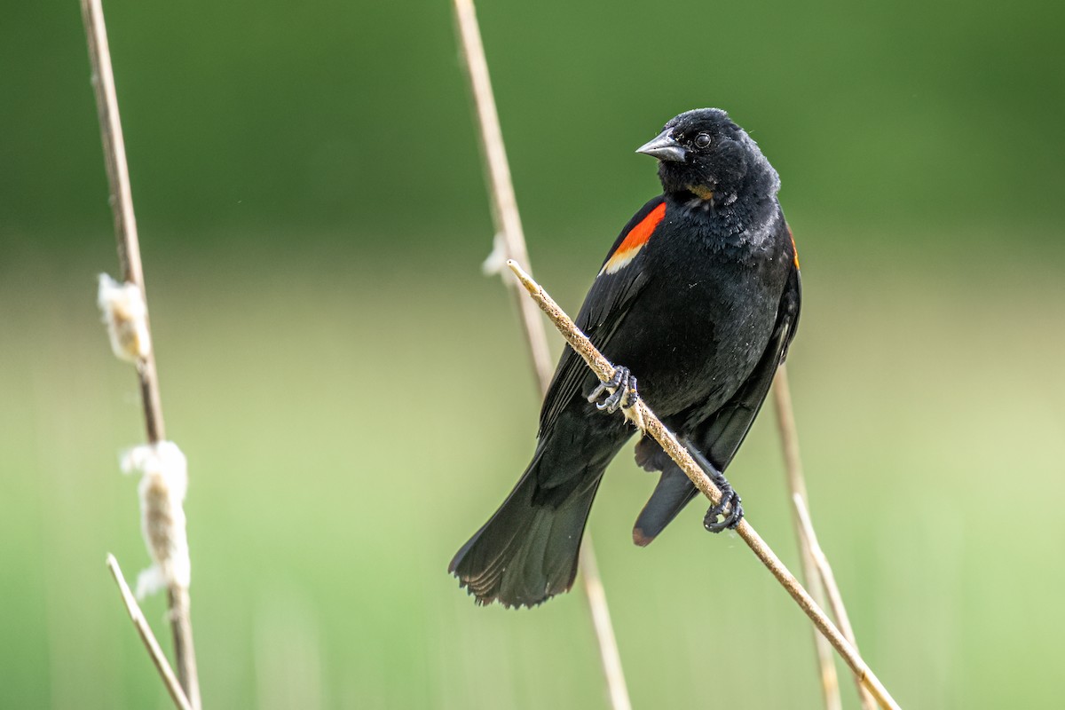 Red-winged Blackbird - ML640530514