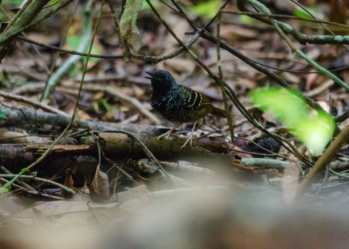 Scalloped Antbird - ML640530521