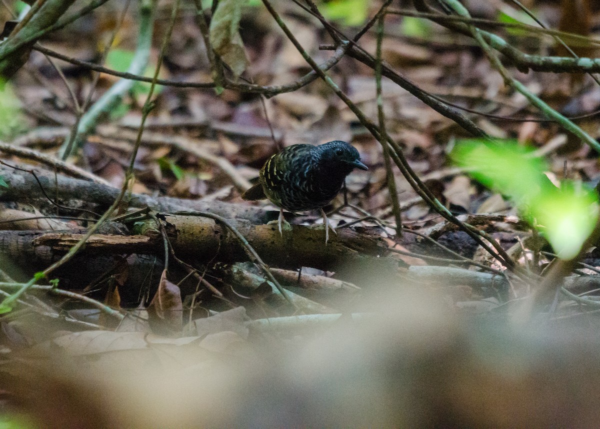 Scalloped Antbird - ML640530522