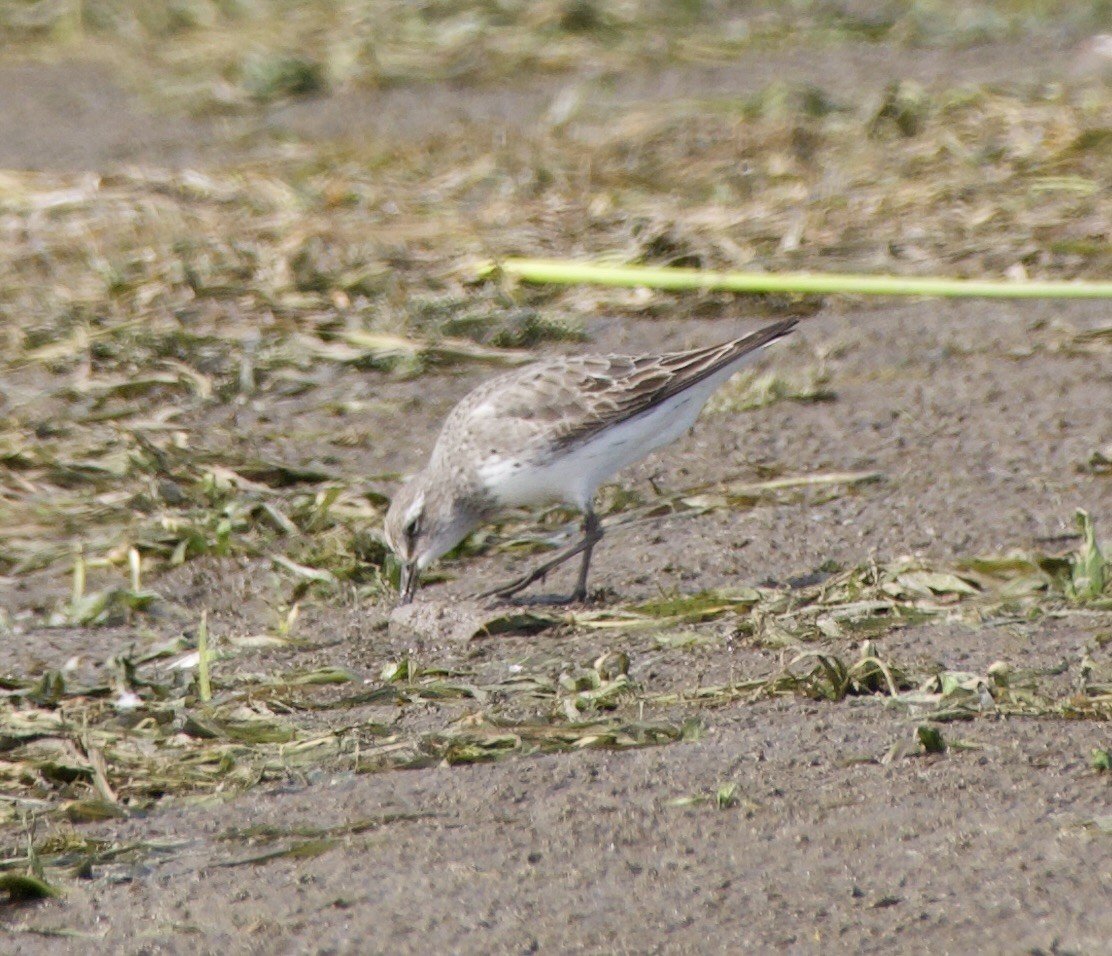 White-rumped Sandpiper - ML640530529