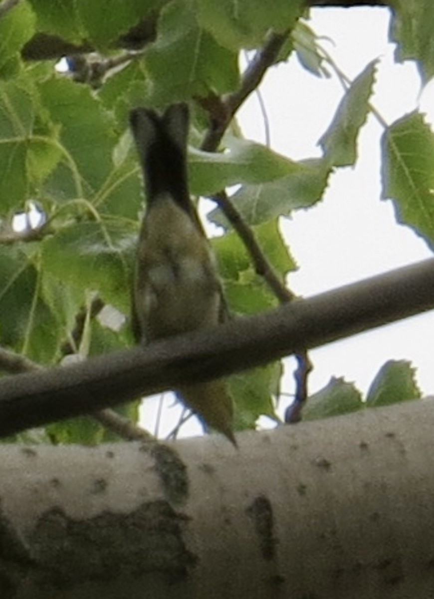 Paruline bleue - ML640530538