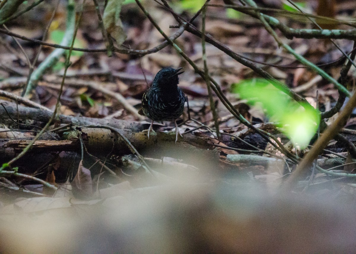 Scalloped Antbird - ML640530541