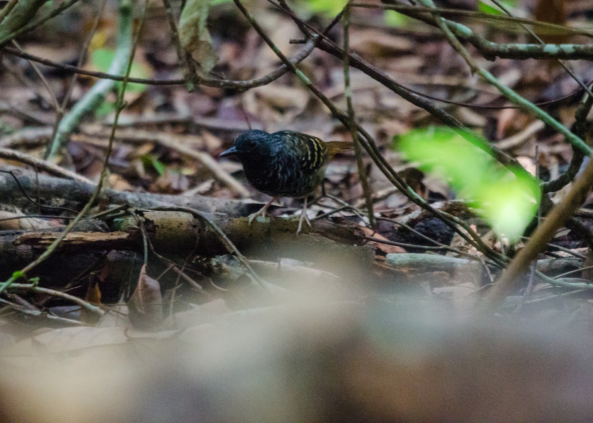 Scalloped Antbird - ML640530542