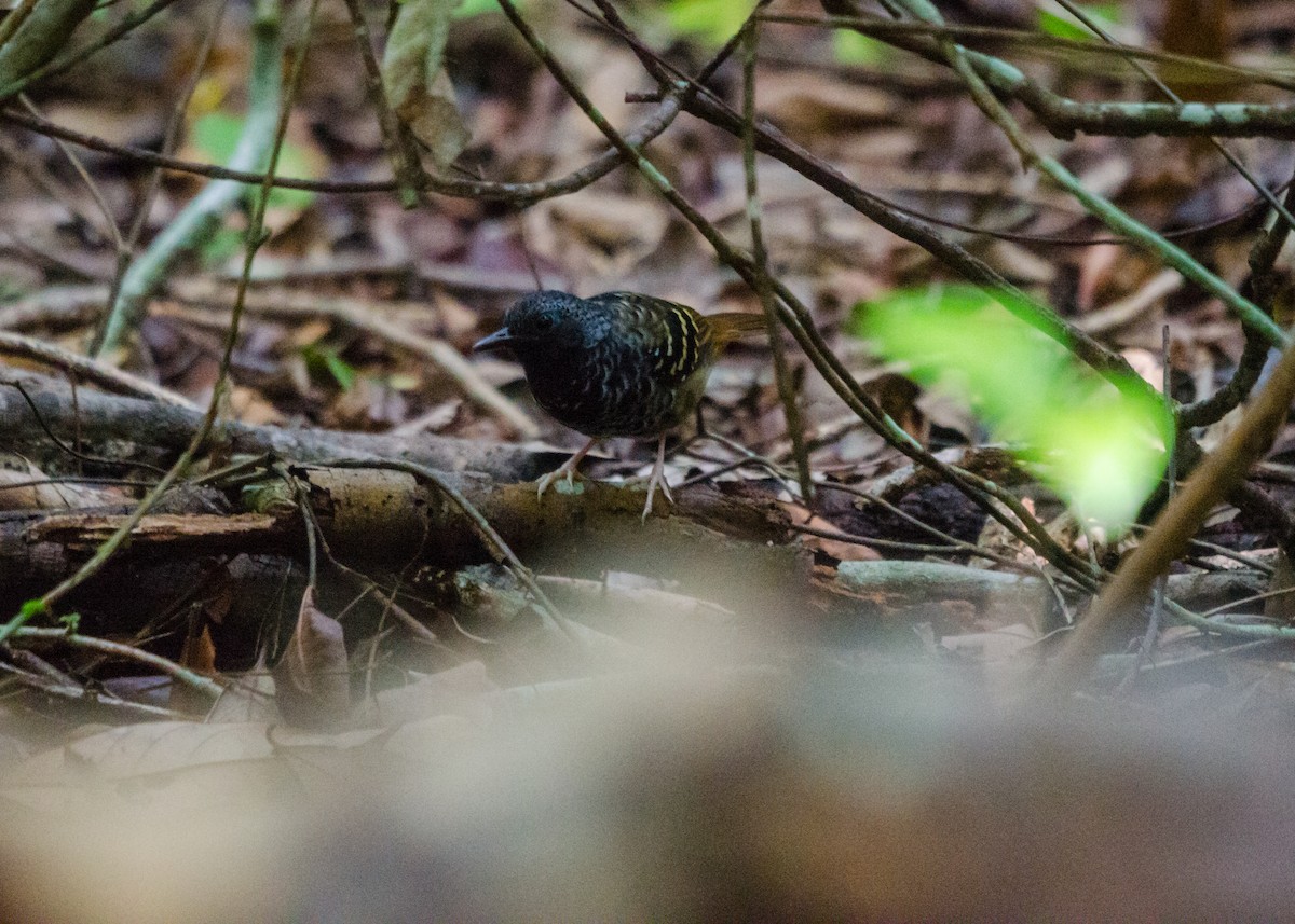 Scalloped Antbird - ML640530543