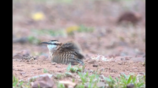 Rufous-backed Wren - ML640530554