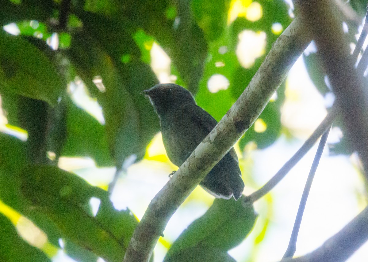 Plumbeous Antvireo - ML640530567