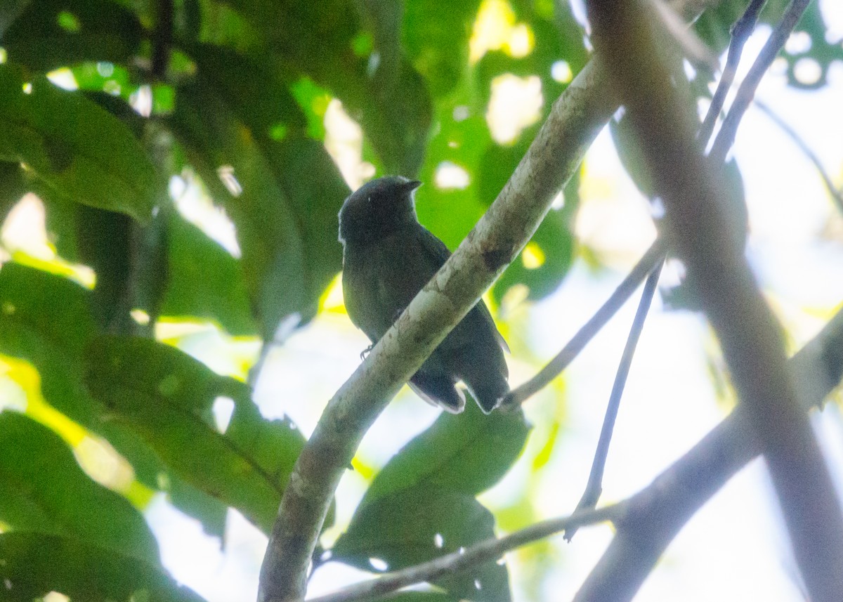 Plumbeous Antvireo - ML640530569