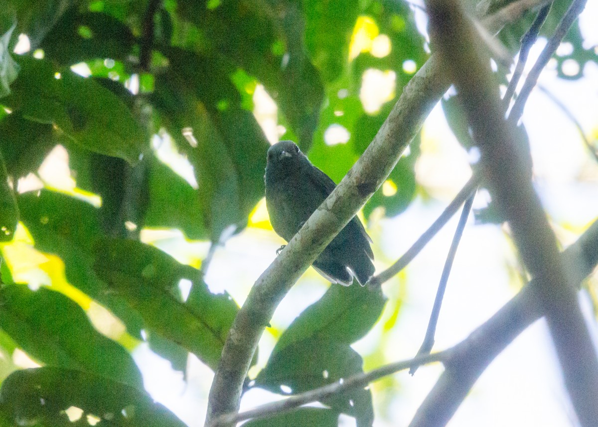 Plumbeous Antvireo - ML640530574