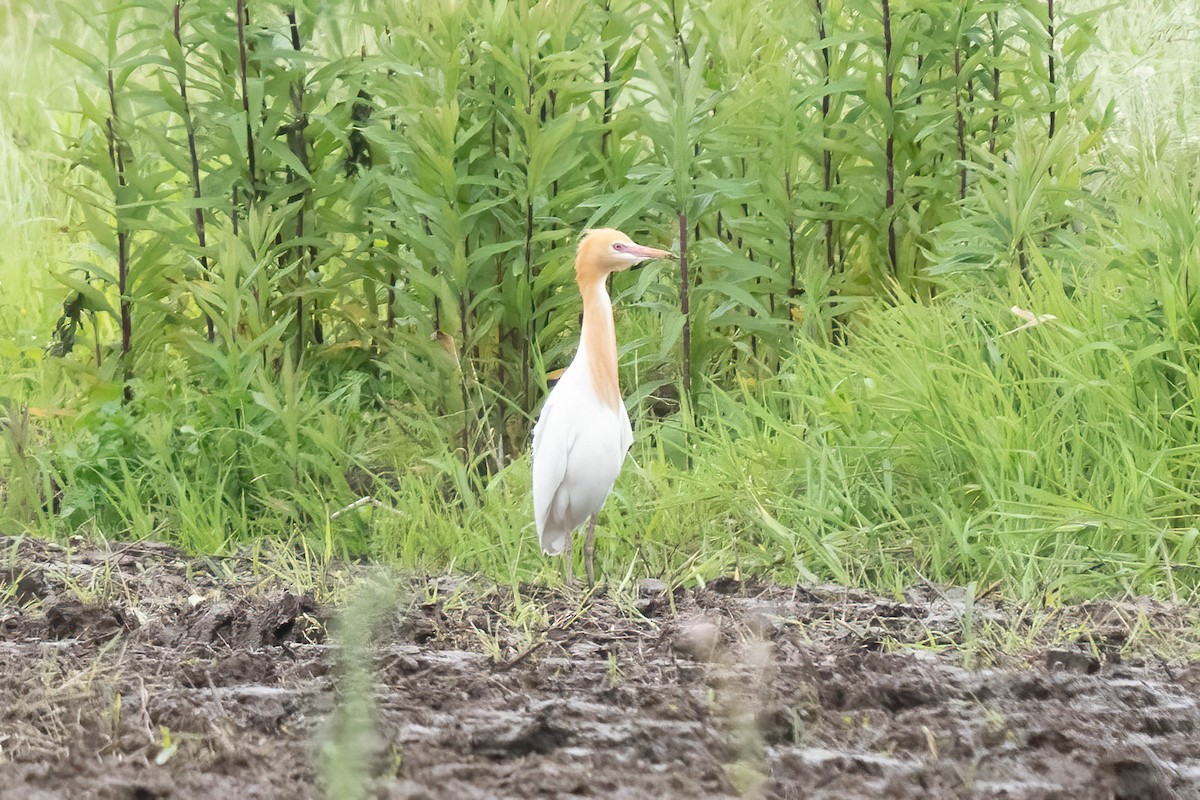 Eastern Cattle-Egret - ML640530589
