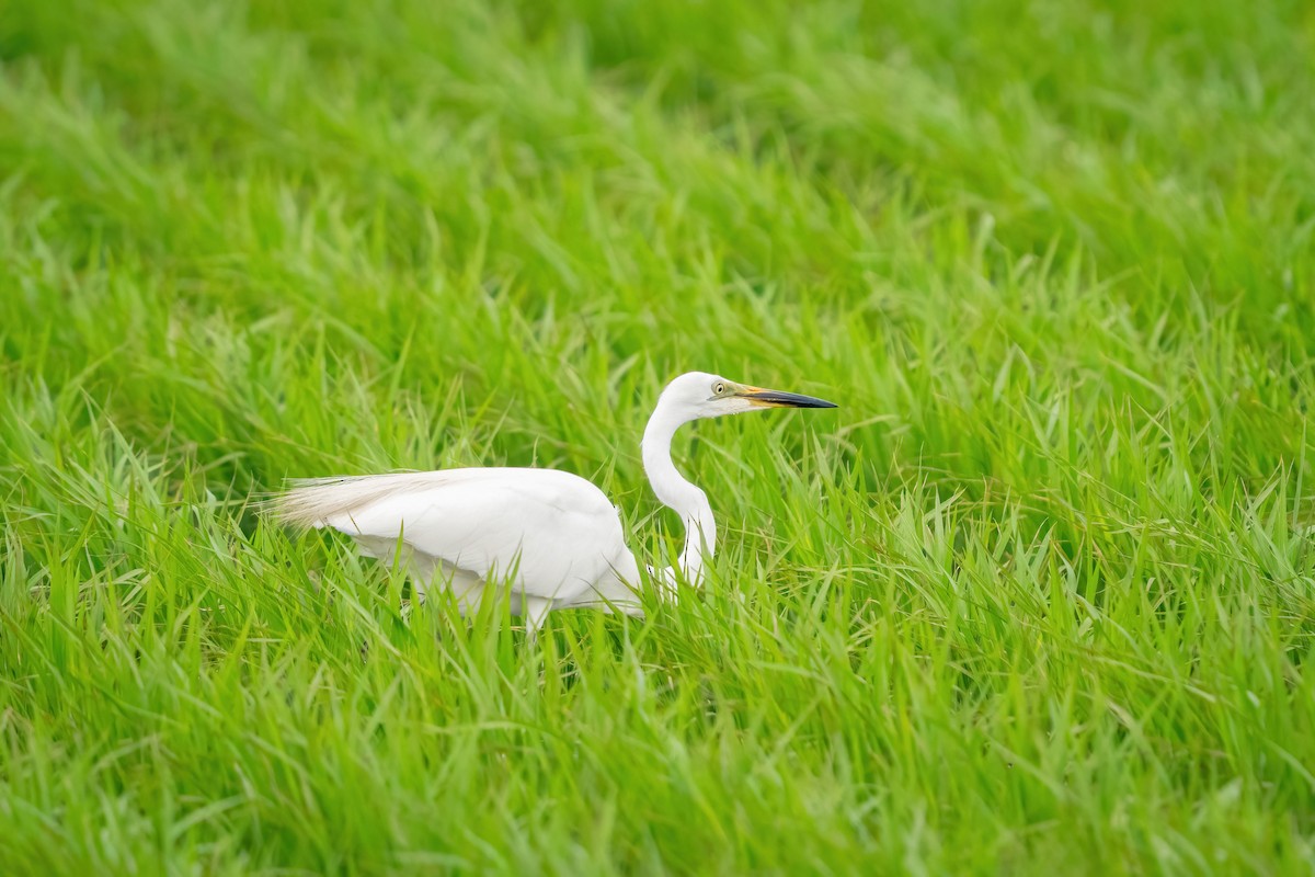 Great Egret - ML640530612