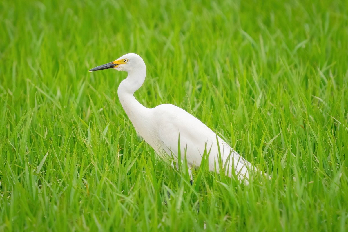 Medium Egret - ML640530613