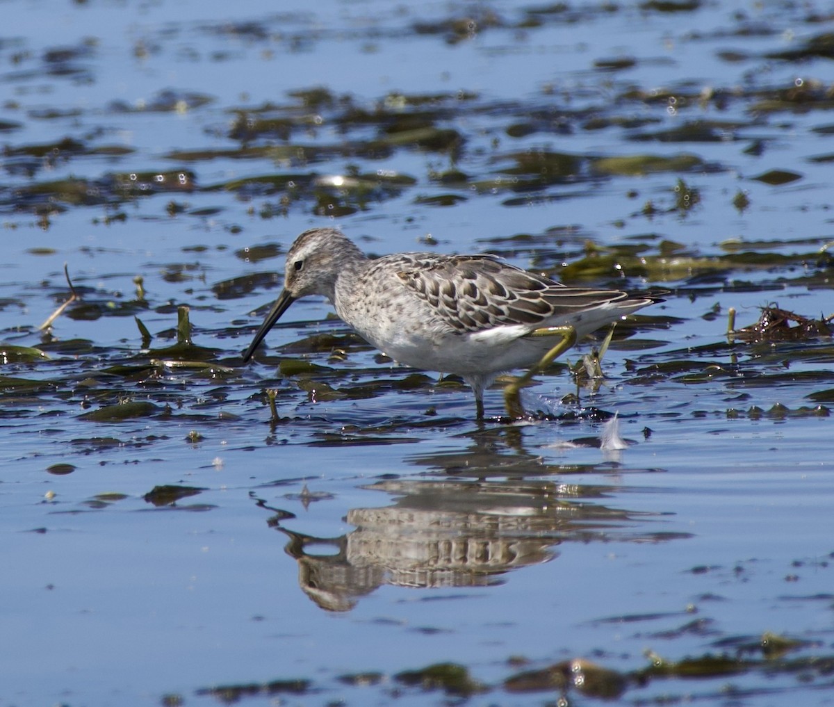 Stilt Sandpiper - ML640530637
