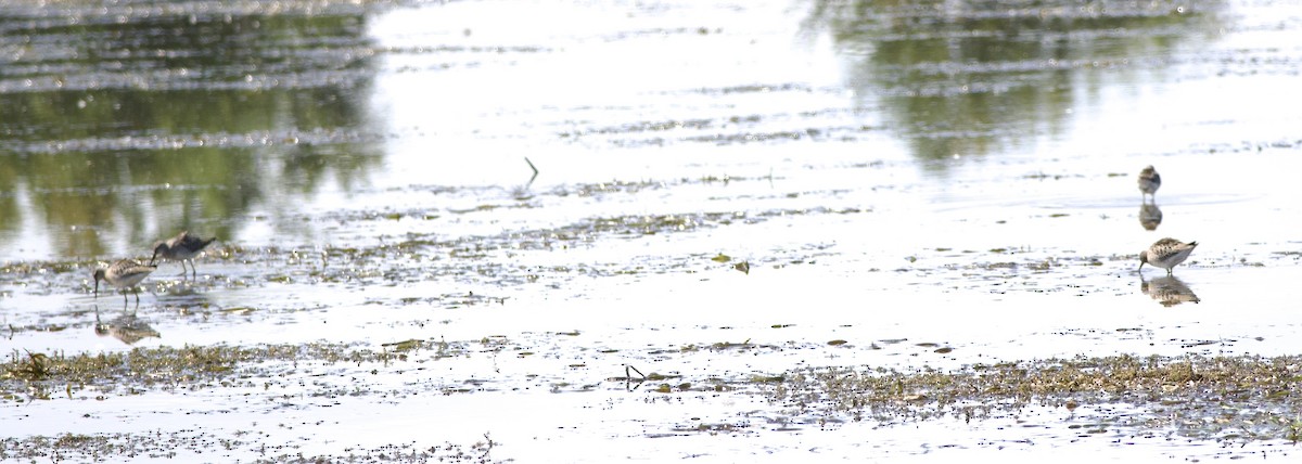 Stilt Sandpiper - ML640530638