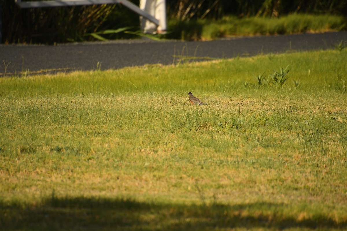 American Robin - ML640530681