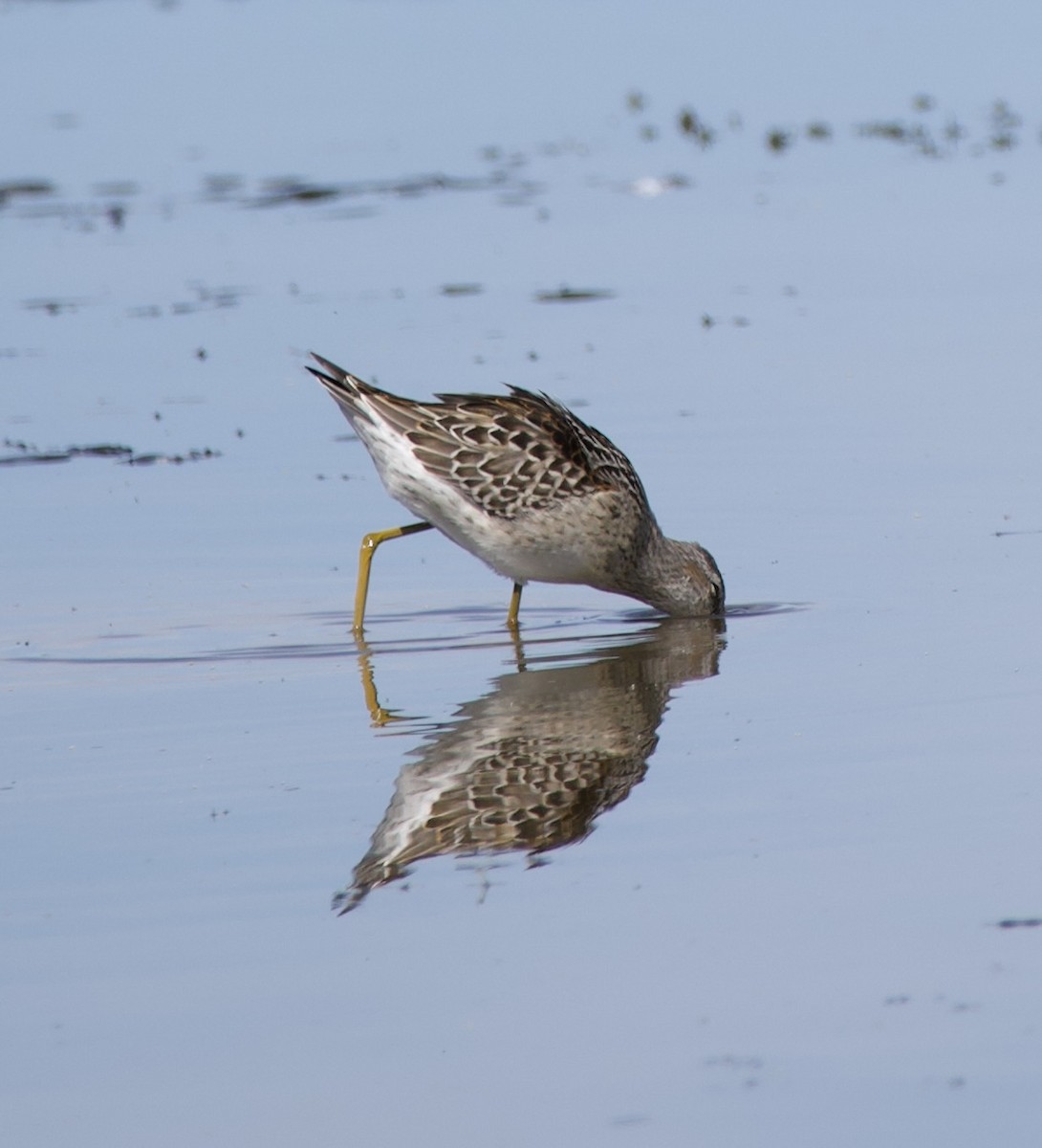 Stilt Sandpiper - ML640530706