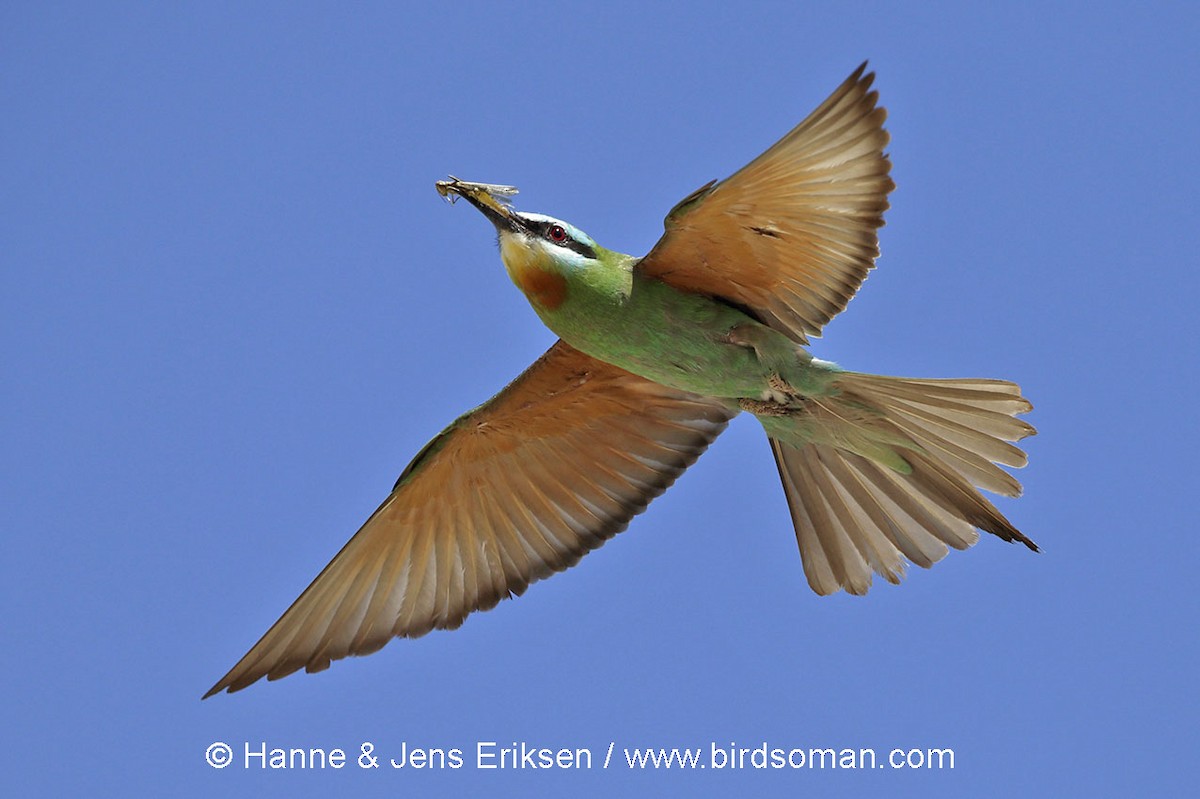 Blue-cheeked Bee-eater - ML64053071