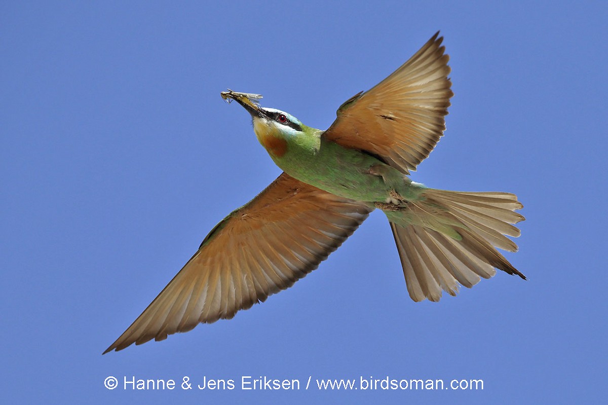 Blue-cheeked Bee-eater - Jens Eriksen