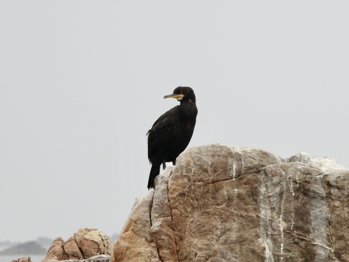 European Shag - ML640530715