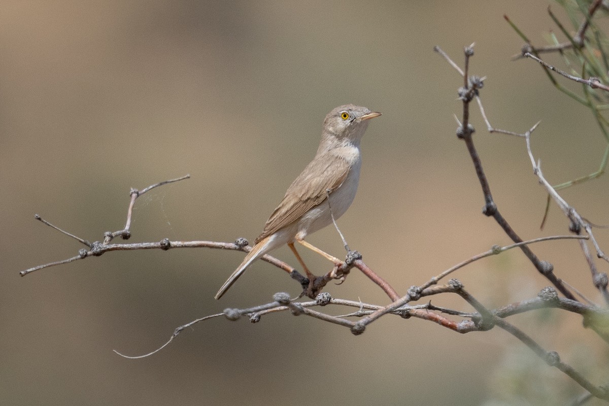 Asian Desert Warbler - ML640530726