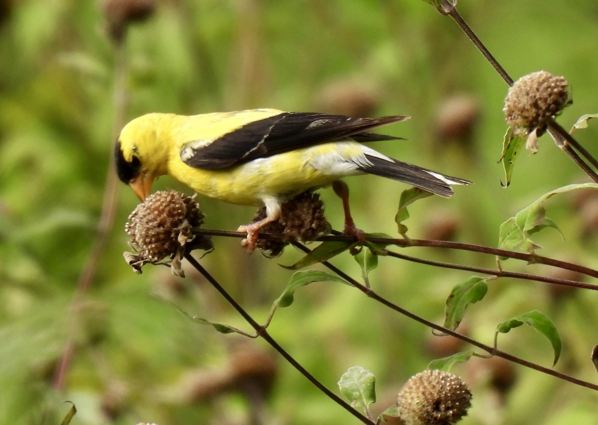 American Goldfinch - ML640530733