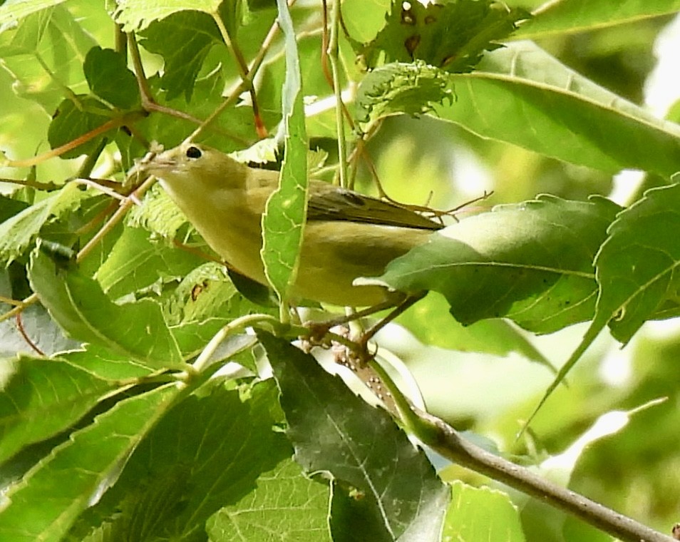 Northern Yellow Warbler - ML640530794