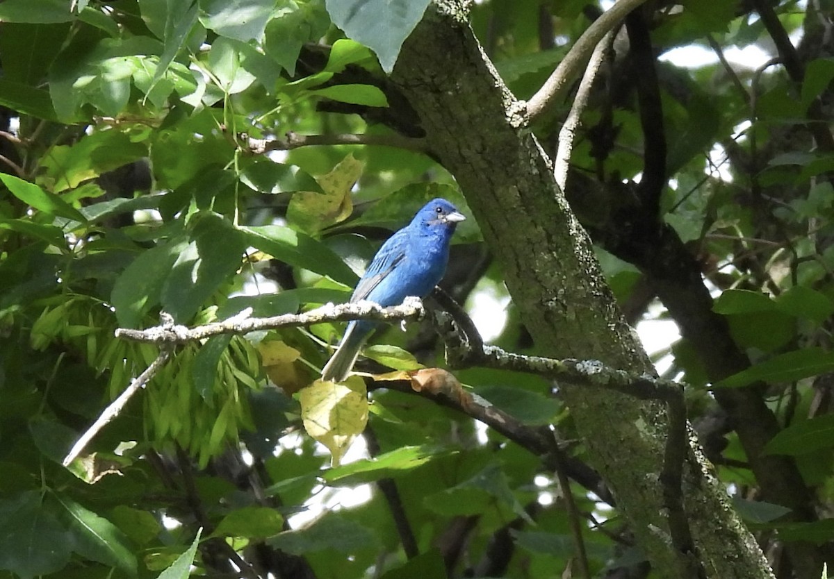 Indigo Bunting - ML640530801