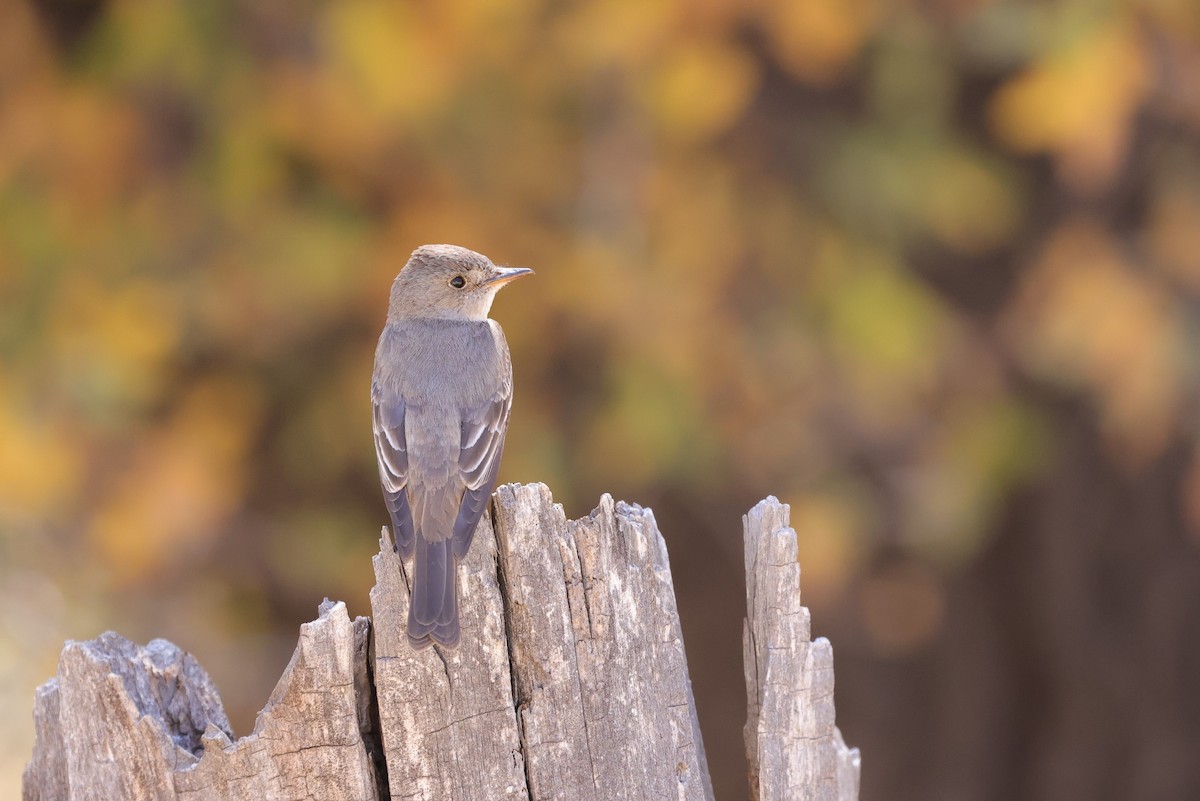 Western Wood-Pewee - ML640530803