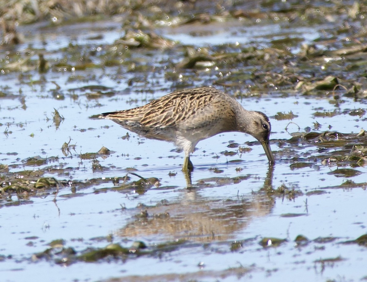 Short-billed Dowitcher - ML640530820