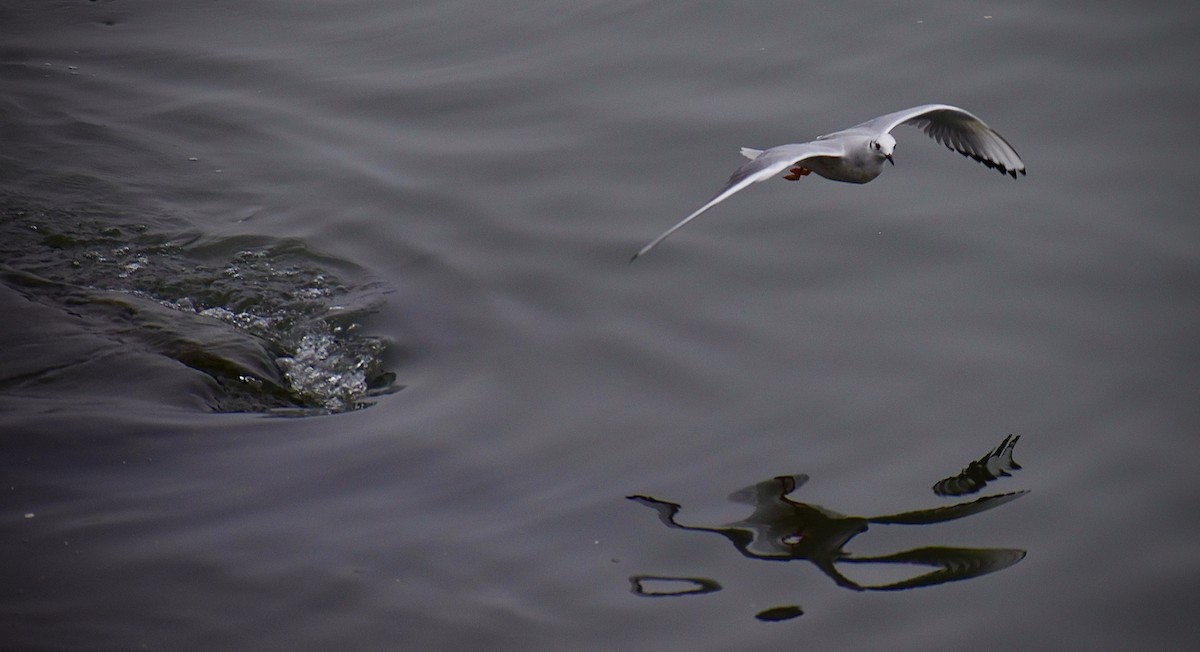 Bonaparte's Gull - ML640530860
