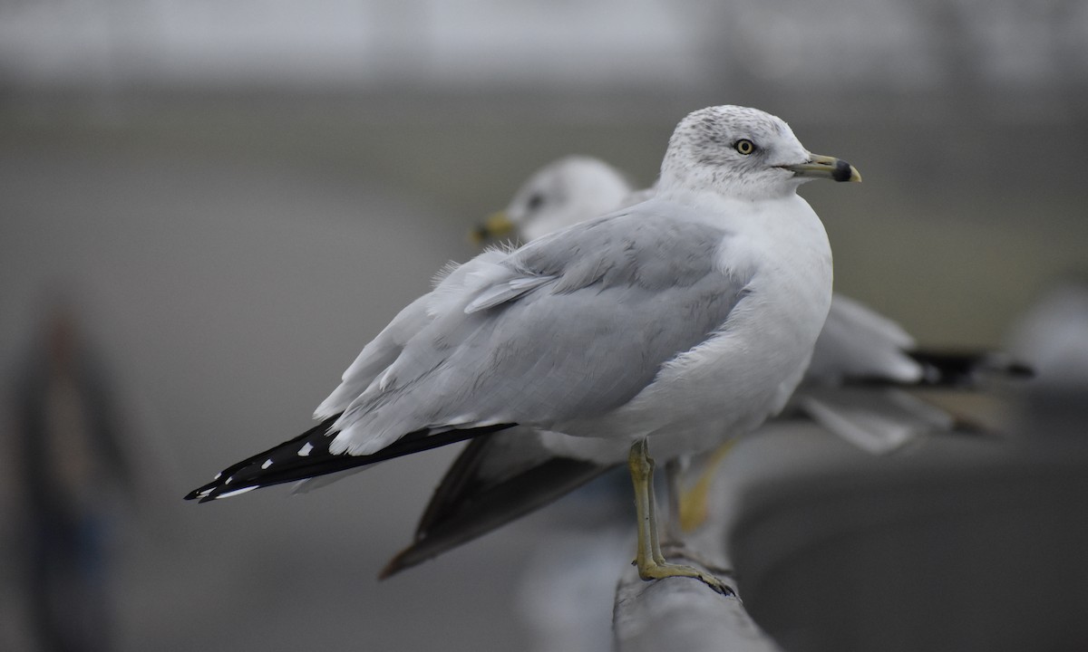 Ring-billed Gull - ML640530865