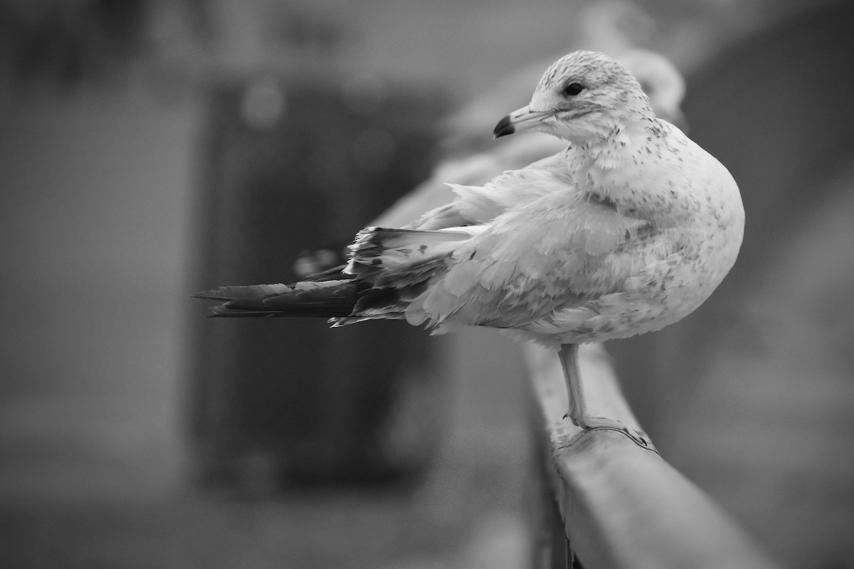 Ring-billed Gull - ML640530866