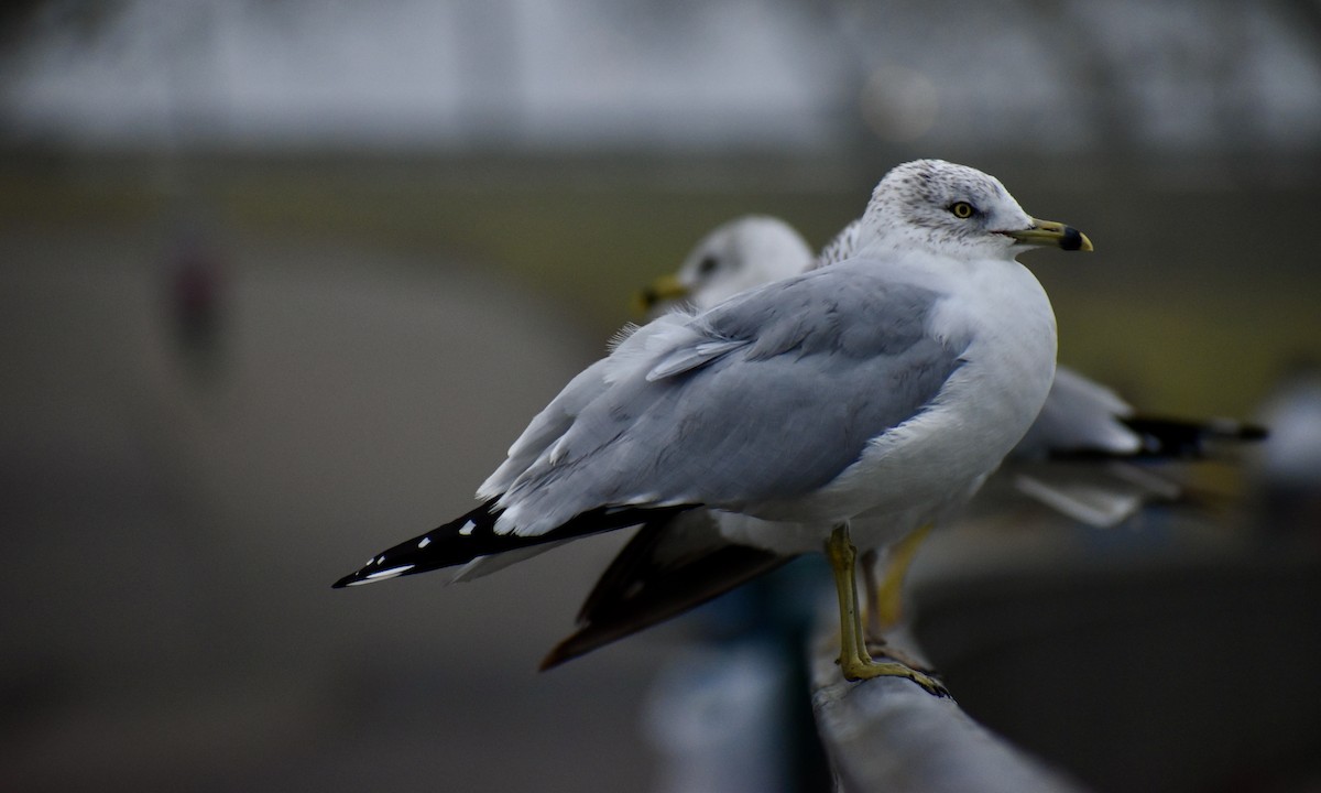 Ring-billed Gull - ML640530867