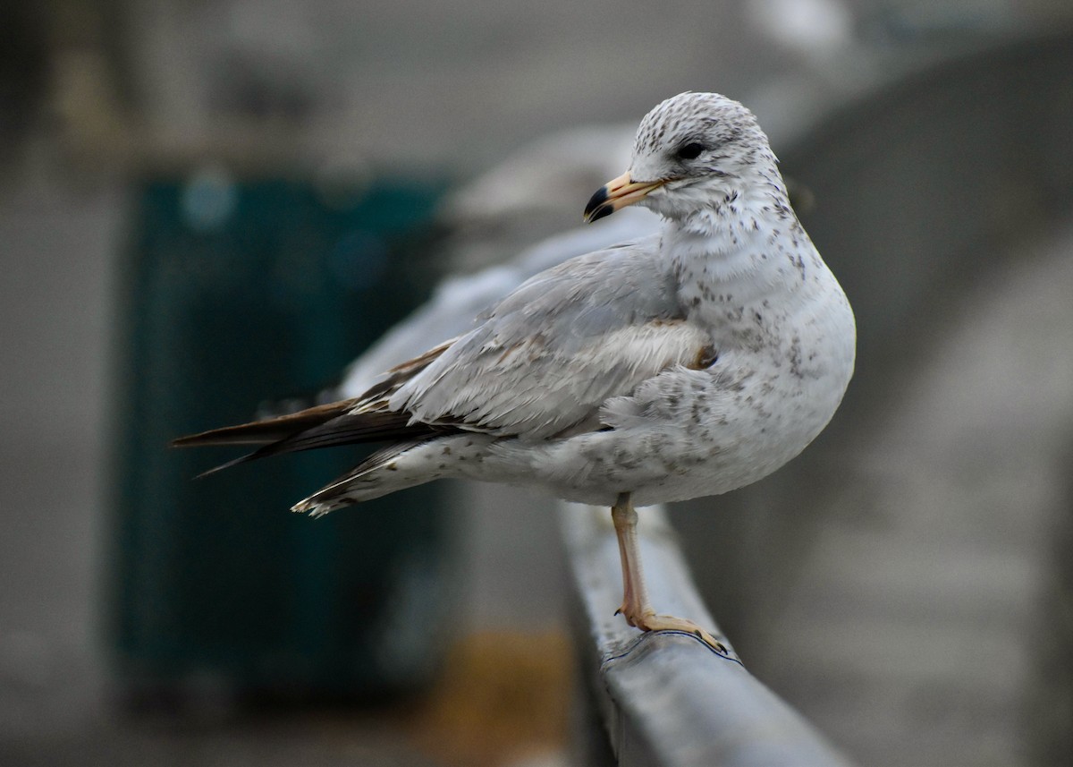 Ring-billed Gull - ML640530875