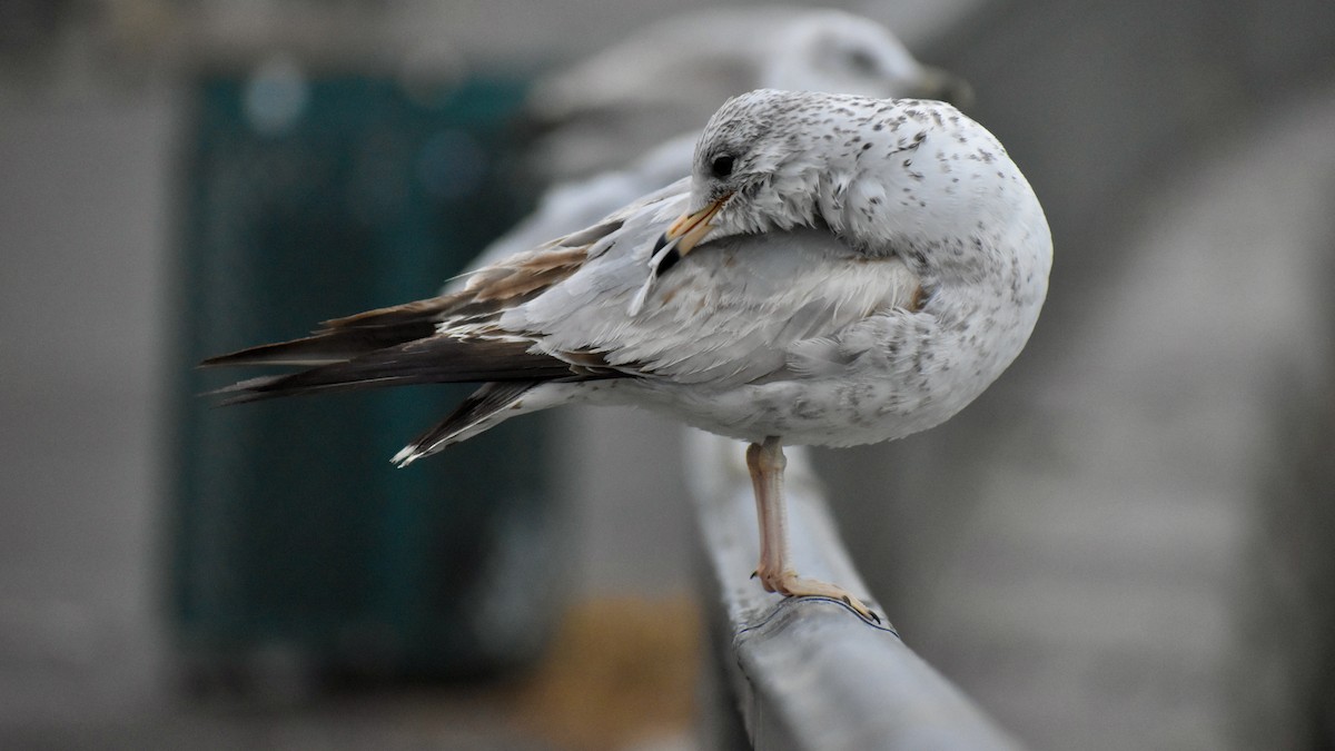 Ring-billed Gull - ML640530876