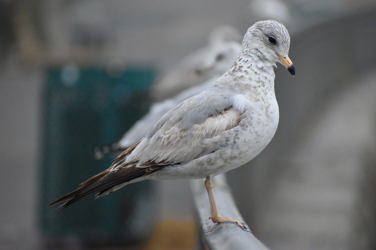 Ring-billed Gull - ML640530877
