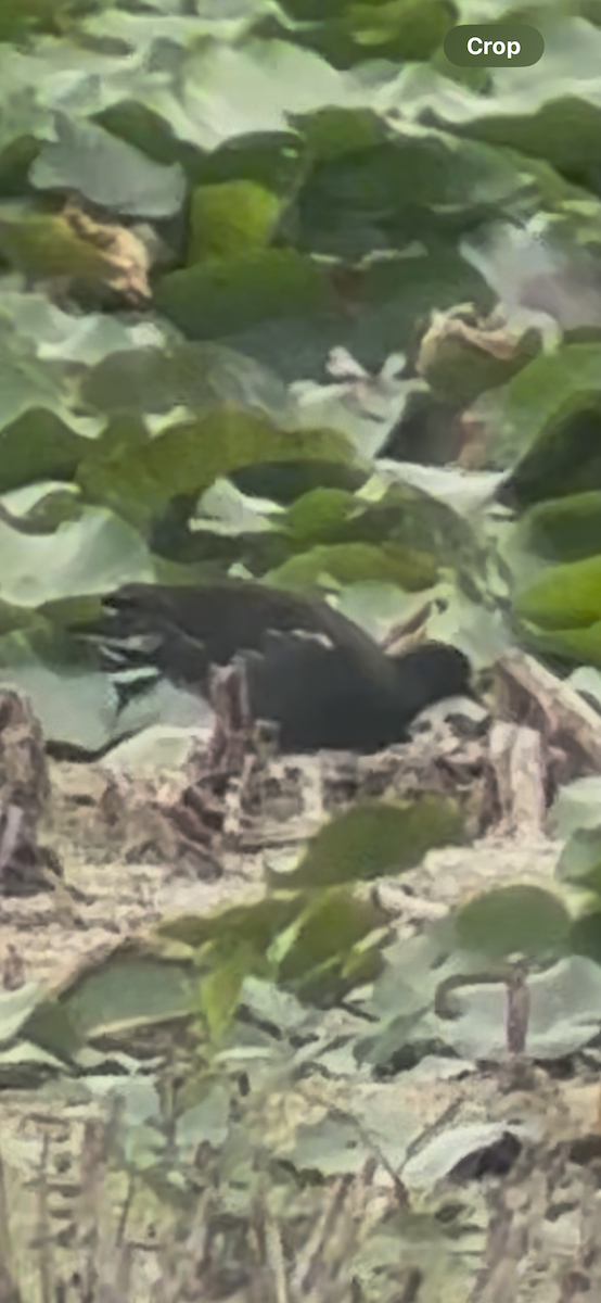Gallineta Americana - ML640530929